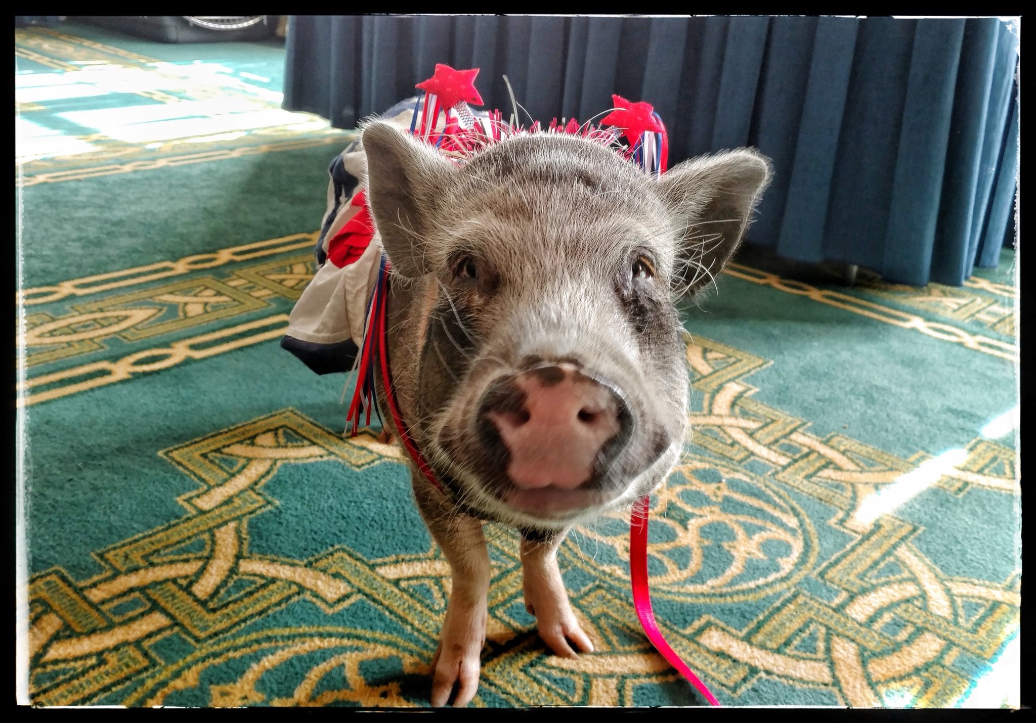 CAGW Releases 2018 Congressional Pig Book