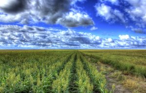 Council for Citizens Against Government Waste Endorses Amendments to House Farm Bill